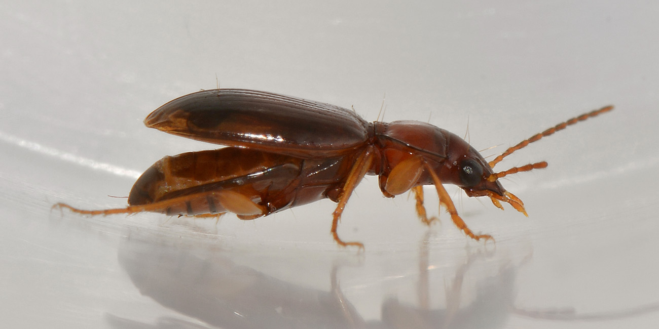 Ocys harpaloides (Carabidae)